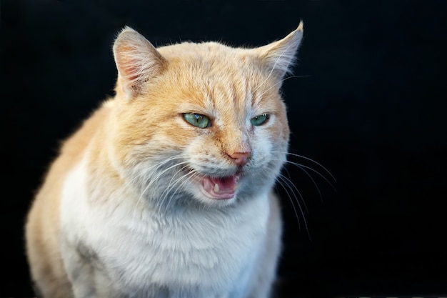 Beautiful angry ginger cat bares its fangs outdoors