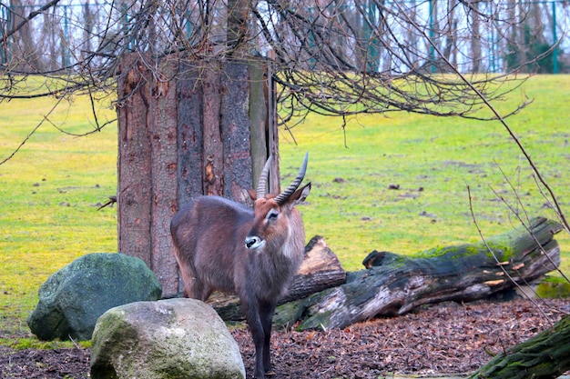 Beautiful antelope in the park for animals Wildlife