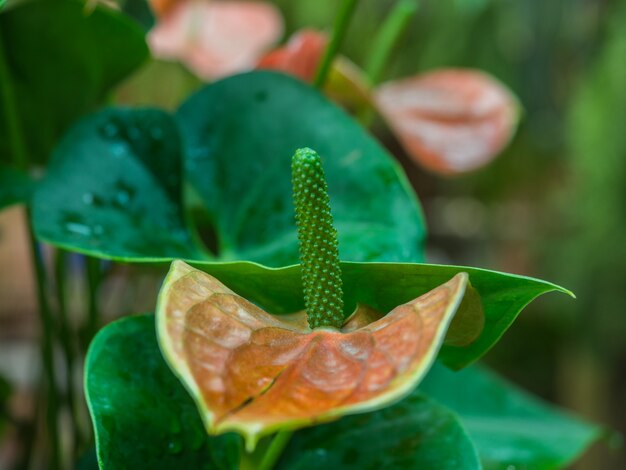 Beautiful Anthurium or flamingo flower bloom in garden