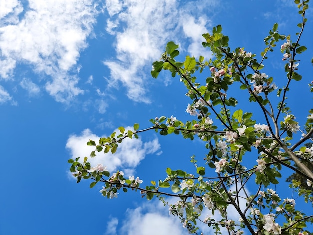 Beautiful apple orchard with blooming apple trees Beautiful Spring Nature landscape Scenic View of Apple garden in sunny spring daynatural summer background young foliage