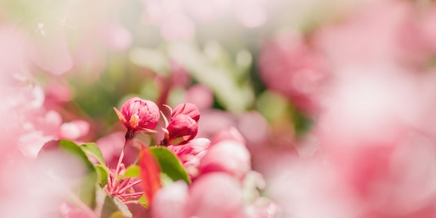 Beautiful apple tree branch at sunlight spring blooming pink red flowers on blurred background wide banner with copy space Aesthetic nature scenic photo close up fresh blooms at daylight