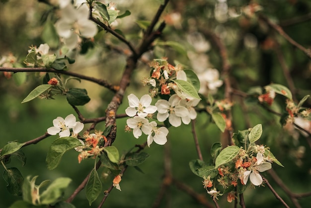 Beautiful apple tree in full bloom in spring