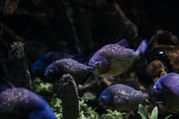 Beautiful aquarium fishes in the natural environment and surrounded by seaweed