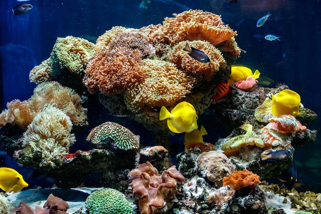 A beautiful aquarium with corals and fish yellow zebrasome yellow tang