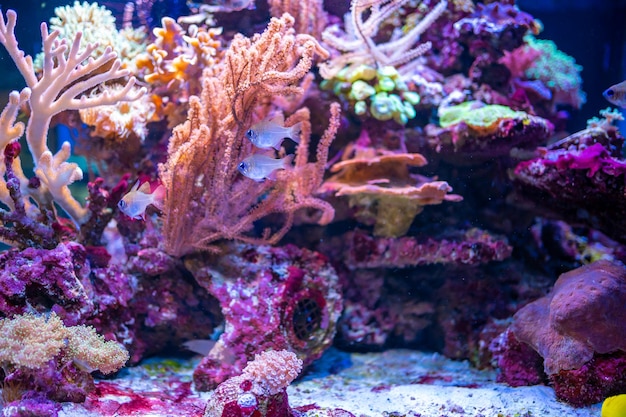 Beautiful aquarium with different types of fish and corals in the neon light in prague czech republic