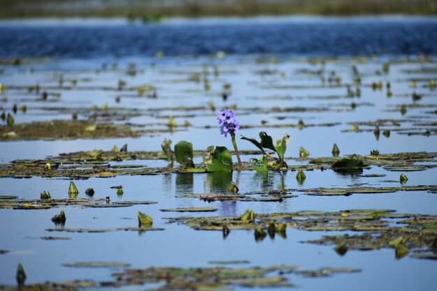 Photo beautiful aquatic plant in wildlife