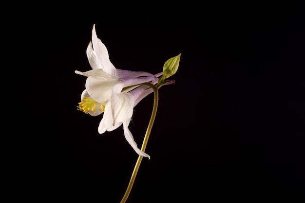 Beautiful aquilegia glandulosa flowers against a dark background floral wallpaper with aquilegia flo