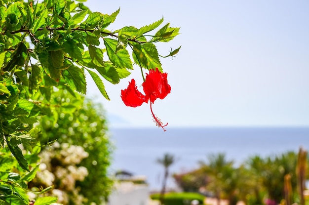 Beautiful Arabian day in a hotel of Egypt Sharm elSheikh