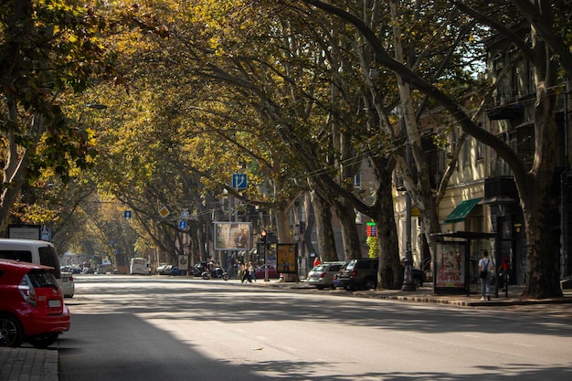 beautiful arch of trees on a sunny day over the road cars signs and people