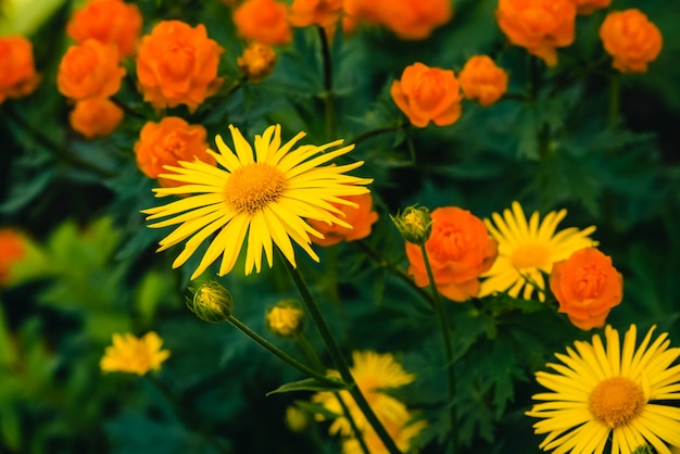 Beautiful arnica  grow of warm globeflowers