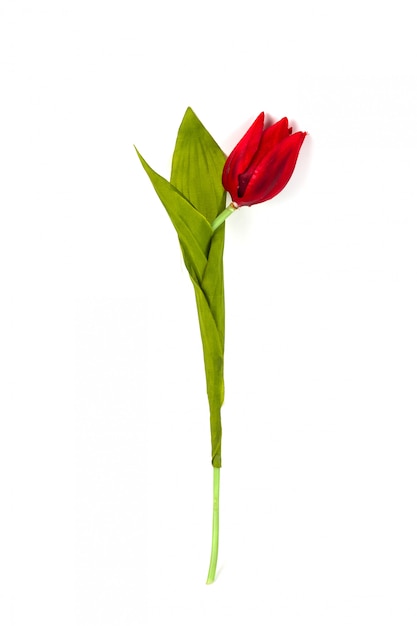 Beautiful artificial tulip