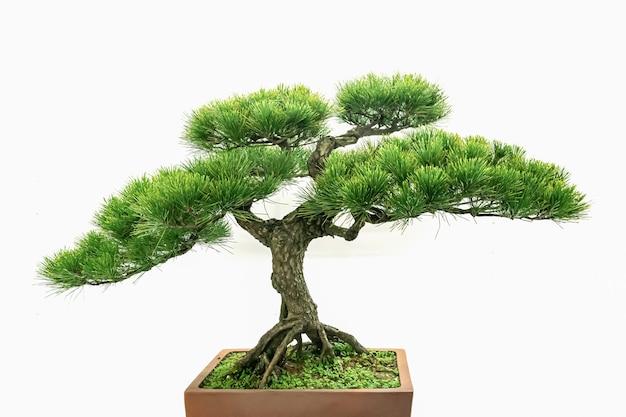 Beautiful artistic bonsai on a white background