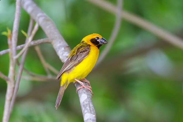 Beautiful Asian golden weaver perched on a branch.