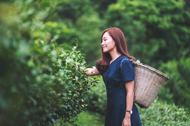 A beautiful asian woman picking tea leaf in a highland tea plantation