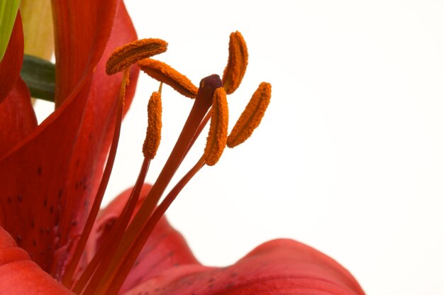 Photo beautiful asiatic lily bloom