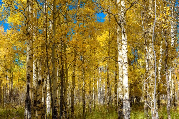 Photo beautiful aspen tree during autumn 