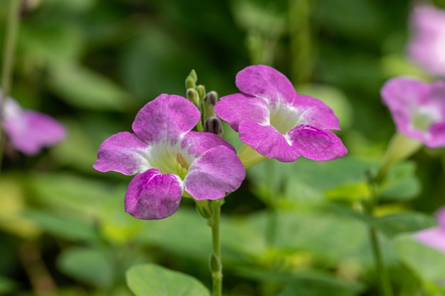 Beautiful Asystasia gangetica flower in a garden.commonly known as the Chinese violet