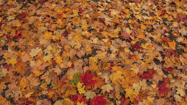 Beautiful autumn background park