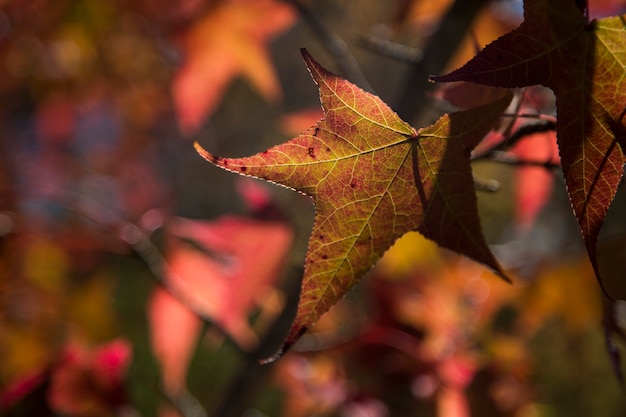 A beautiful autumn background with falling leaves.