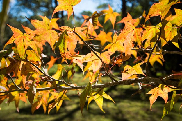 A beautiful autumn background with falling leaves.