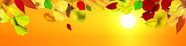 Beautiful autumn background with yellow and red leaves.