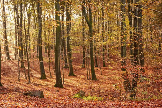 Beautiful autumn The beautiful colors of autumn Autumn forest