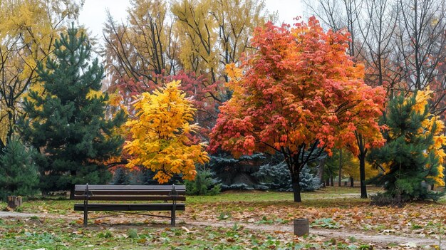 beautiful autumn in a city park colorful maple trees