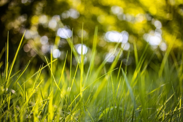 Beautiful autumn closeup ecology nature landscape with meadow. Abstract morning grass background.