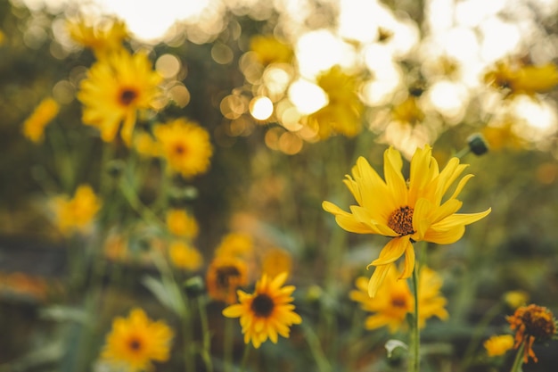 Beautiful autumn flowers in sunset background