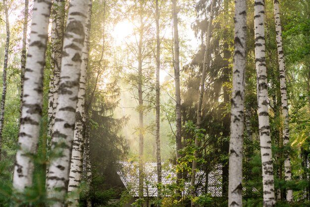 Beautiful autumn forest in the haze. Sunlight