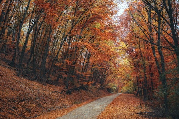 Beautiful autumn forest mountain path