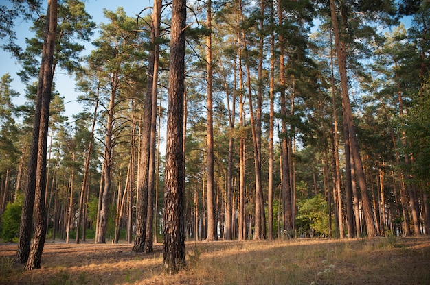 Beautiful autumn forest in summer