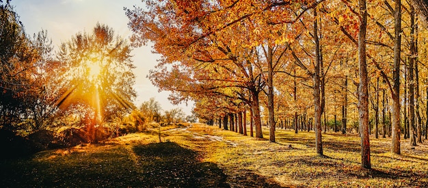 Beautiful autumn forest in the sunlight