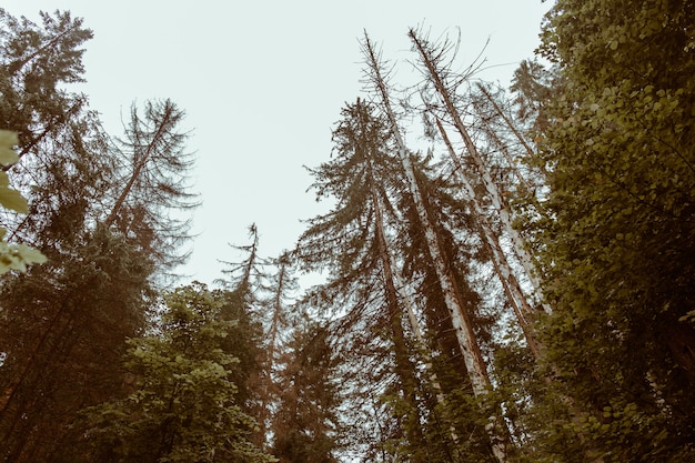 Beautiful Autumn Forest With Big Pines Tree