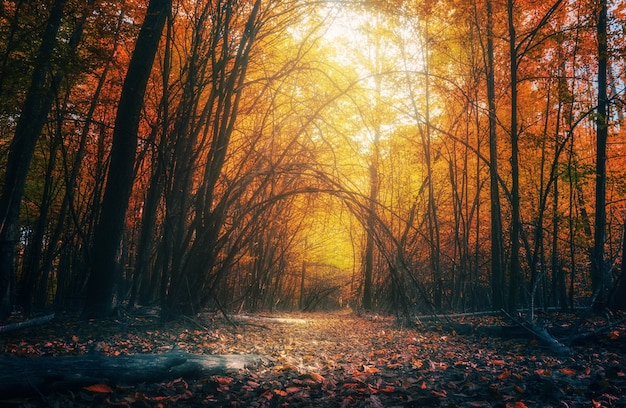 Beautiful autumn forest with bright multi colored foliage and trail.