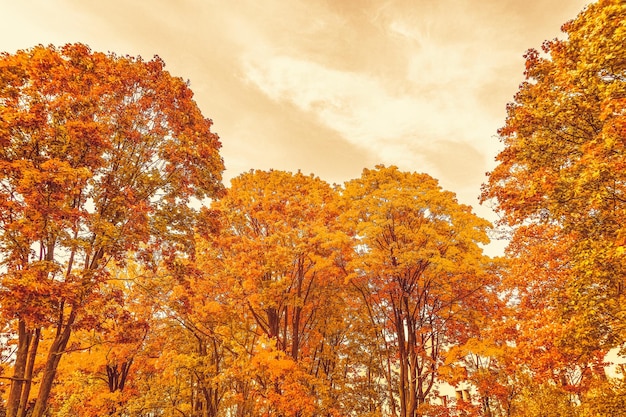 Beautiful autumn landscape background vintage nature scene in fall season