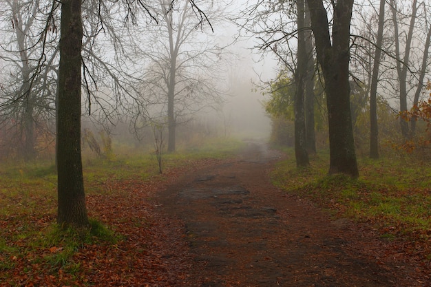 Beautiful autumn landscape. Foggy park.