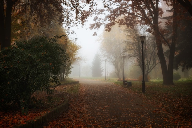 Beautiful autumn landscape. Foggy park.