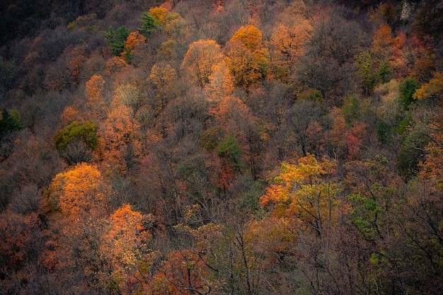 Beautiful autumn landscape of a forest