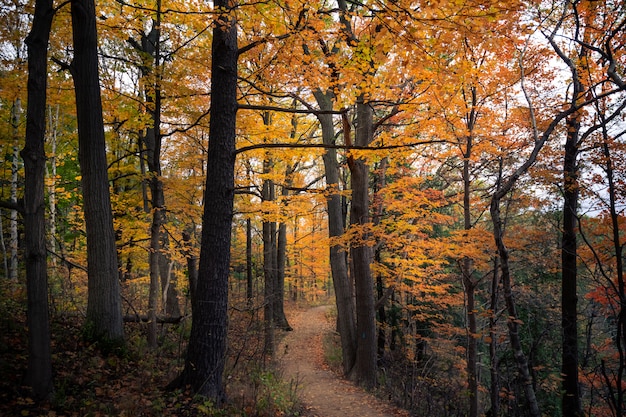 Beautiful autumn landscape in a forest