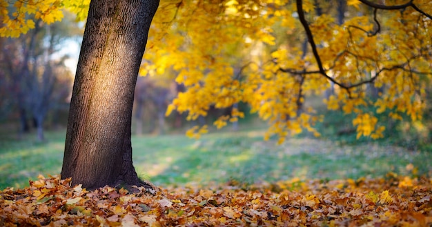 Beautiful autumn landscape panorams with yellow trees and sun rays, colorful foliage in the park, autumn falling leaves natural background