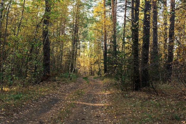 Beautiful autumn landscape Road through the autumn mixed forest