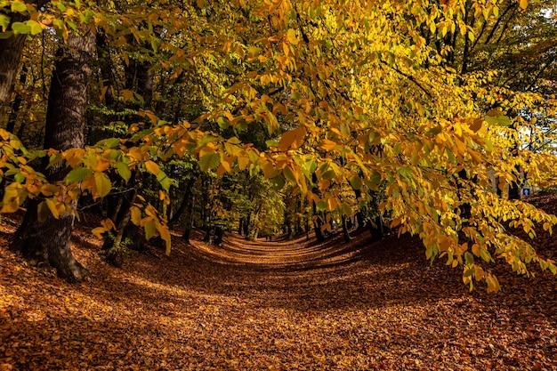 Beautiful autumn landscape road with leaves and trees