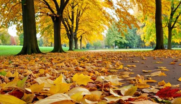 Beautiful autumn landscape with Colorful foliage in the park Falling leaves natural background