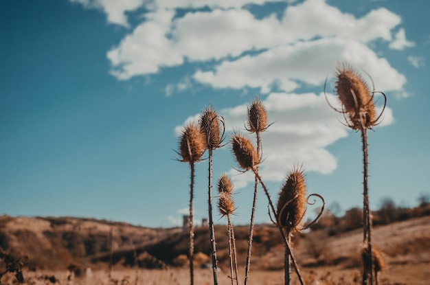 Beautiful autumn landscape with dried thistle flowers