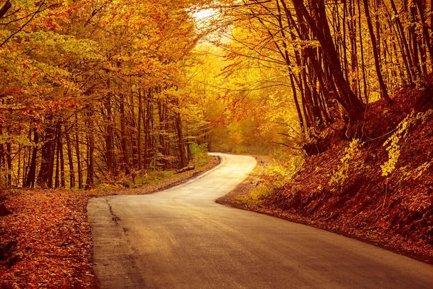 Beautiful autumn landscape with fallen dry red leaves, road through the forest and yellow trees