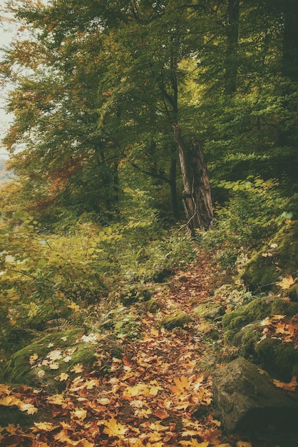 Beautiful autumn landscape with fallen dry red maple leaves path through the forest and green trees