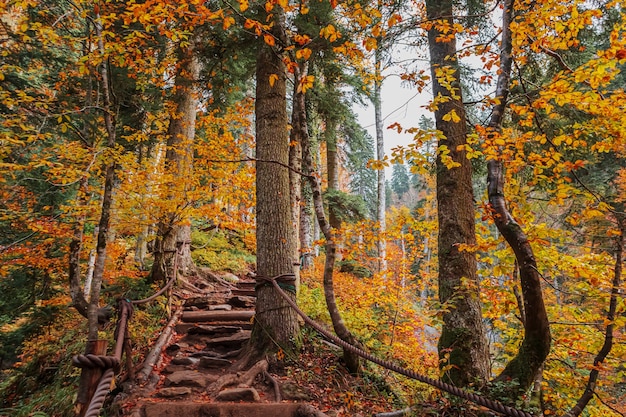 Beautiful autumn landscape with a forest road. Autumn in the Caucasian mountains.