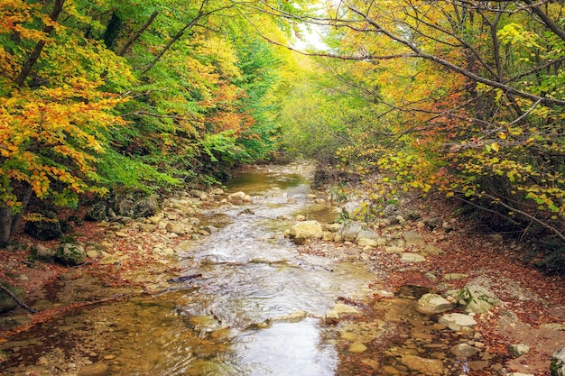 Beautiful autumn landscape with mountain river. Forest in Crimea.