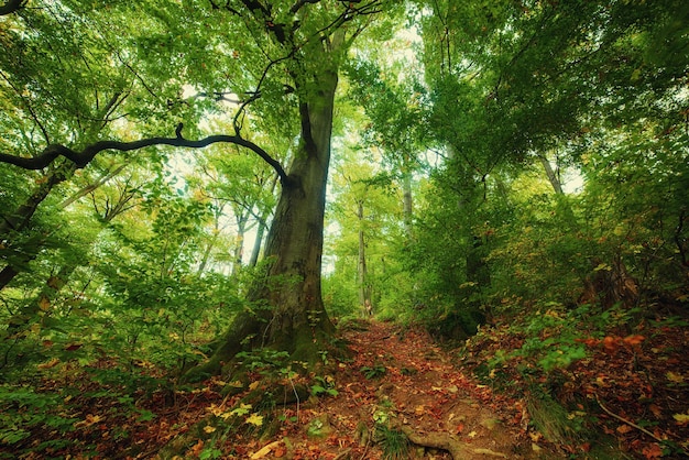 Beautiful autumn landscape